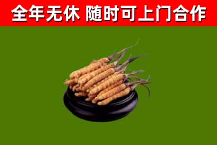 方城烟酒回收冬虫夏草.jpg