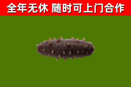 方城回收海参干